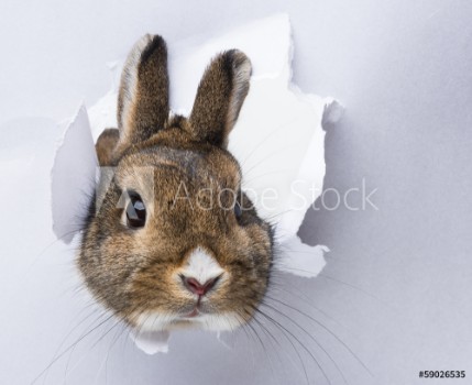 Image de Little rabbit looks through a hole in paper